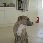 Amerikansk staffordshire terrier TIGER