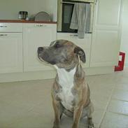 Amerikansk staffordshire terrier TIGER