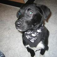 Blanding af racer kato