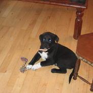 Blanding af racer kato