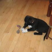 Blanding af racer kato