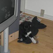 Blanding af racer kato