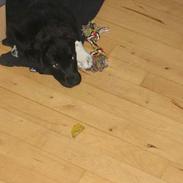 Blanding af racer kato