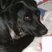 Blanding af racer Sif