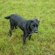 Blanding af racer Sif