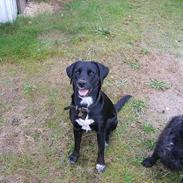 Blanding af racer Sif