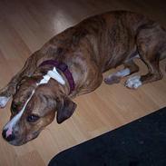 Amerikansk staffordshire terrier Tøzen