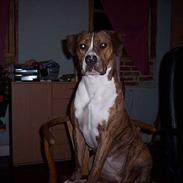 Amerikansk staffordshire terrier Tøzen