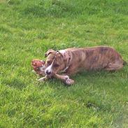 Amerikansk staffordshire terrier Tøzen