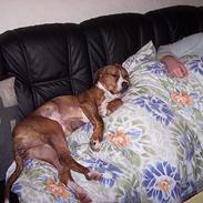 Amerikansk staffordshire terrier Tøzen