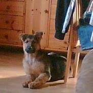 Schæferhund samson