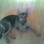 Schæferhund samson