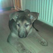 Schæferhund samson