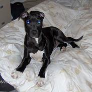 Amerikansk staffordshire terrier Miglo