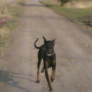Dobermann Wilson