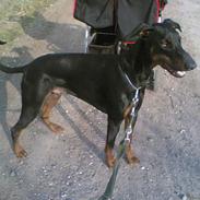 Dobermann Wilson