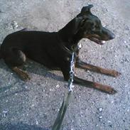 Dobermann Wilson