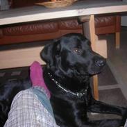 Labrador retriever king ( R.I.P <3 aflivet)