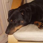 Blanding af racer king r.i.p Du fik fred :(