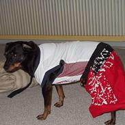 Blanding af racer king r.i.p Du fik fred :(