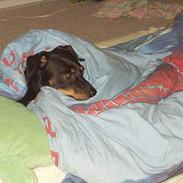 Blanding af racer king r.i.p Du fik fred :(