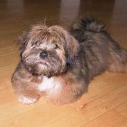Lhasa apso felix 