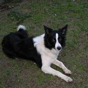 Border collie TESSA