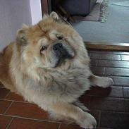 Chow chow Svande