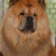 Chow chow Svande