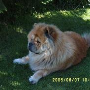 Chow chow Svande