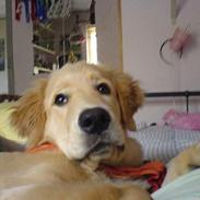 Golden retriever Bamse