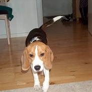 Beagle laica    R.I.P 