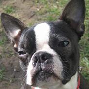 Boston terrier Apoko