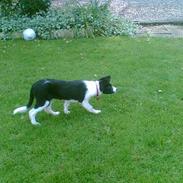 Border collie TESSA