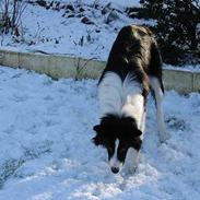 Border collie TESSA