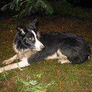 Border collie TESSA