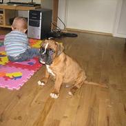 Boxer Kortum Aros (Zippo)