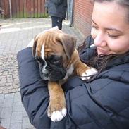 Boxer Kortum Aros (Zippo)