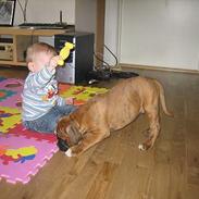 Boxer Kortum Aros (Zippo)