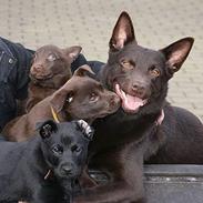 Australsk kelpie DINGO