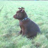 Australsk kelpie DINGO