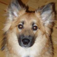 Islandsk fårehund Papaya