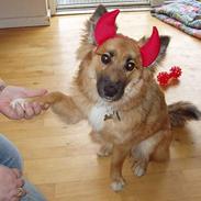 Islandsk fårehund Papaya