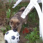 Islandsk fårehund Papaya