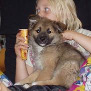 Islandsk fårehund Papaya