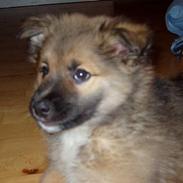 Islandsk fårehund Papaya