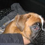 Boxer Kortum Aros (Zippo)