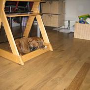 Boxer Kortum Aros (Zippo)