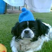 Blanding af racer Perle R.I.P.