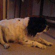 Blanding af racer Perle R.I.P.